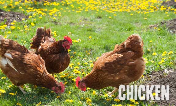 chicken