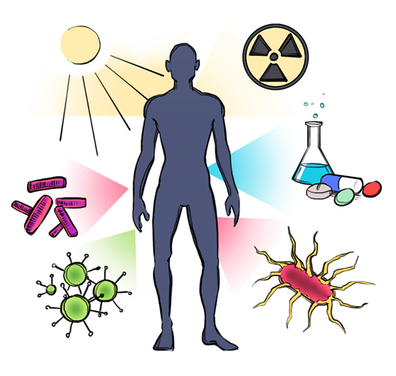 autoimmunity clipart heart